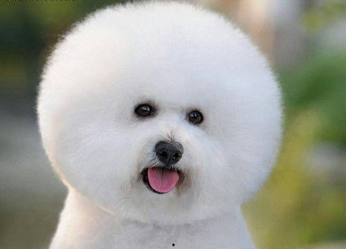 比熊犬可以吃瓠瓜,瓠瓜的甜蜜诱惑  第1张