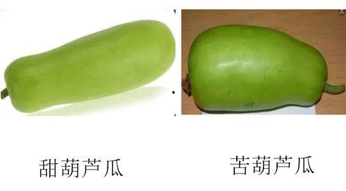 瓜不苦怎么吃,轻松解锁美味新体验  第1张