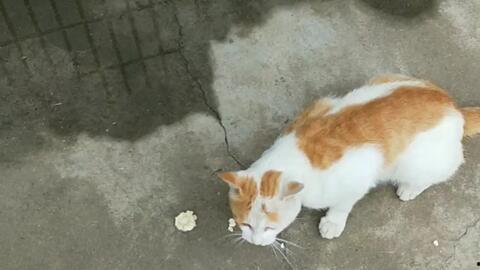 什么动物吃瓜子不吃瓜,揭秘那些只吃瓜子不食瓜的神奇动物  第3张