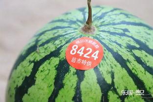 周口市吃瓜  第3张