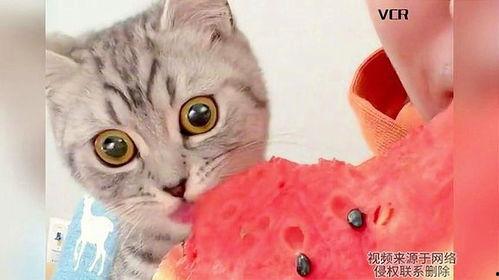 和猫吃瓜,揭秘猫咪的趣味生活  第3张