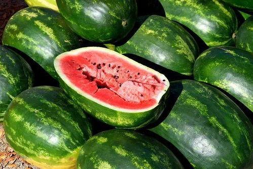长江吃瓜图片大全  第3张